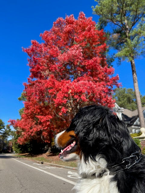 Fall Activities for Big and Tall Dogs: Fun Ways to Enjoy the Season Together