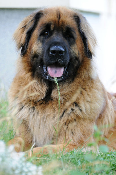 Thanksgiving Safety Tips for Your Big Tall Dog: Keep Those Sniffing Noses Safe!