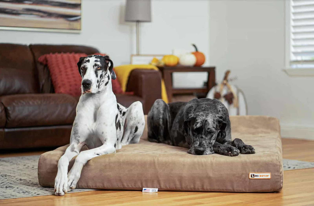 Two Great Danes laying on a khaki colored Big Barker Orthopedic Dog Bed, Headrest Edition