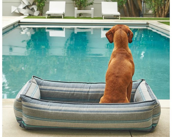 The Bowsers urban lounger poolside edition is pictured next to a pool. The bed is gray and teal striped with a brown dog sitting in it with his back to us