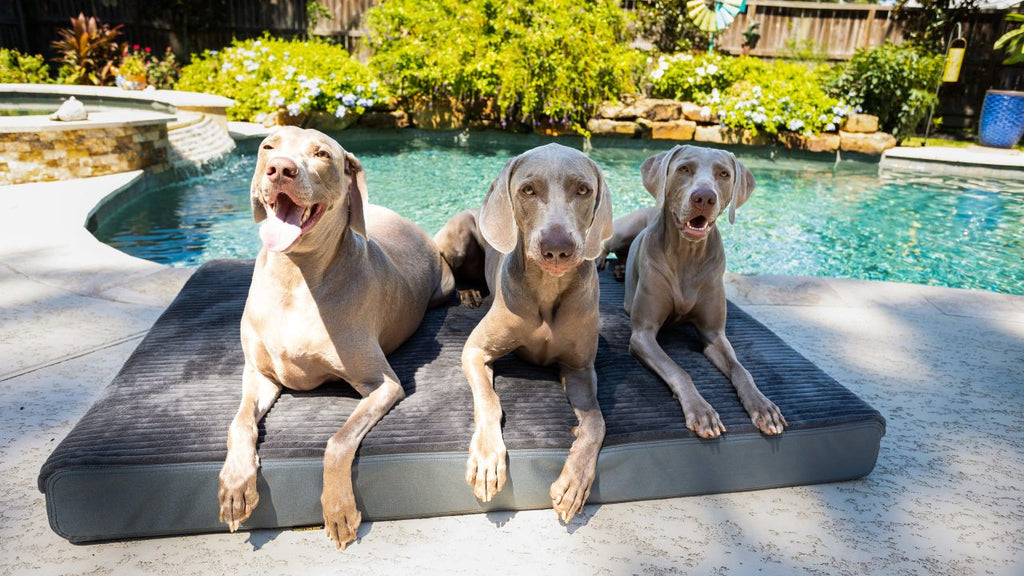 Three gray dogs lay on the extra large gray gorilla dog bed. A pool is pictured behind them outdoors