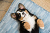 A small cute bernese mountain dog puppy lays on his back atop the blue heeler houndry lounge bed. The puppy has a slight smile with his little ears flapped against the bed