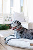 A smiles great dane with black spots lays on the fetching fern houndry round bed. The bed is bright white in contrast to the large dog. The dog's paws are hanging off the edge of the circular bed.