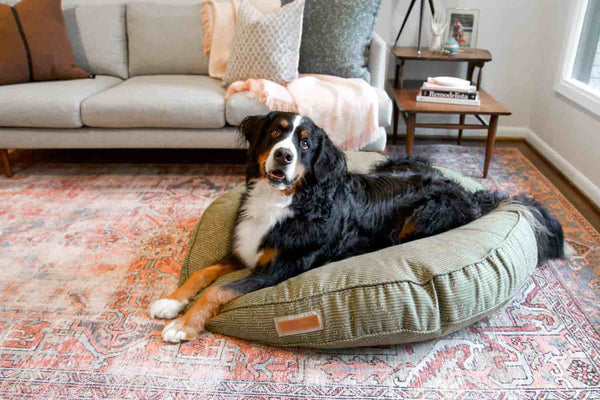 A full size bernese mountain dog smiles as it lays on the houndry round mossy mutt bed. The sides of the bed are puffed up from the big dog weighing down the middle